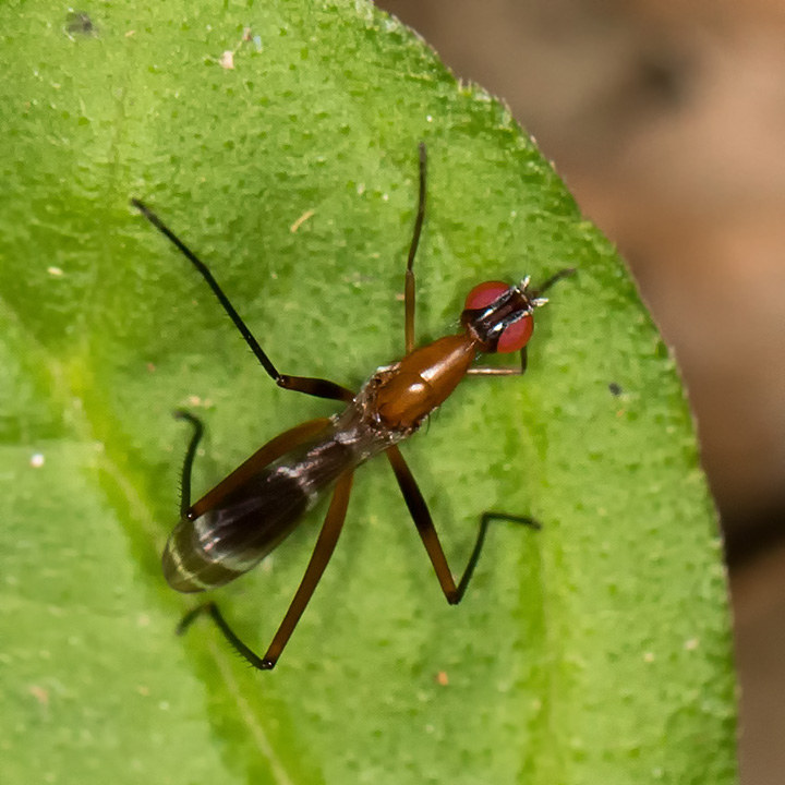 Stilt-legged Fly (Metopochetus freyi) (Metopochetus freyi)